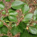 Carpinus turczaninovii (grab koreański)