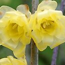 Chimonanthus praecox var. concolor