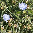 Cichorium endivia ssp. divaricatum