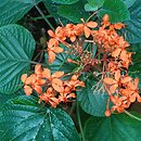 Clerodendrum speciosissimum