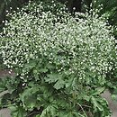 Crambe cordifolia (modrak sercolistny)