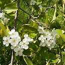 Crataegus pentagyna (głóg pięcioszyjkowy)