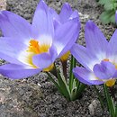 Crocus sublimis