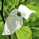 Davidia involucrata (dawidia chińska)