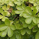 Eleutherococcus nodiflorus