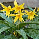 Erythronium (psiząb)