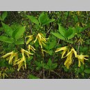 Forsythia europaea (forsycja europejska)