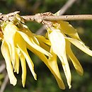 Forsythia giraldiana (forsycja Giralda)