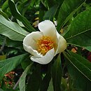 Franklinia alatamaha (franklinia amerykańska)