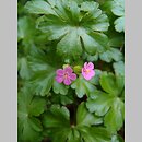 Geranium lucidum (bodziszek lśniący)