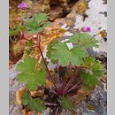 Geranium rotundifolium (bodziszek okrągłolistny)