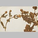 Geum aleppicum (kuklik sztywny)