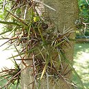 Gleditsia japonica (glediczja japońska)