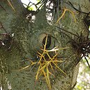 Gleditsia sinensis (glediczja chińska)