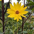 Helianthus hirsutus