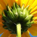 Helianthus ×laetiflorus (słonecznik jaskrawy)