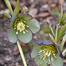 Helleborus multifidus ssp. serbicus