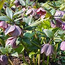 Helleborus ×hybridus (ciemiernik mieszańcowy)