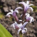 Hyacinthus litwinovii