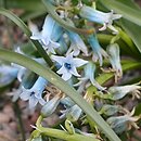 Hyacinthus transcaspicus