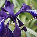 Iris aucheri Shooting Star