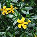 Jasminum fruticans (jaśmin krzewiasty)