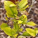 Chrysojasminum odoratissimum