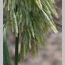 Lamarckia aurea (lamarkia złota)