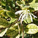 Loropetalum chinense (loropetalum chińskie)