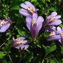 Mazus miquelii (mazus Miquella)