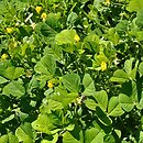 Medicago arabica (lucerna arabska)