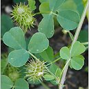 Medicago polymorpha (lucerna zmiennokształtna)