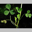 Medicago rigidula (lucerna sztywna)