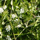 Minuartia hybrida  (mokrzyca mieszańcowa)