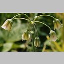 Nectaroscordum siculum ssp. bulgaricum (czosnek bułgarski)