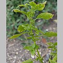 Parietaria lusitanica (parietaria portugalska)