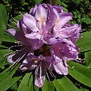 Rhododendron hort. Grupa '9b Fortunei-Discolor'