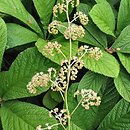 Rodgersia aesculifolia (rodgersia kasztanowcolistna)