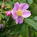 Rosa amblyotis (róża tępouszkowa)