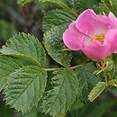 Rosa pulverulenta