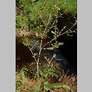 Rumex conglomeratus (szczaw skupiony)