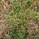 Rumex pulcher (szczaw nadobny)