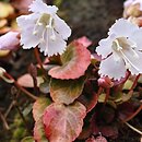 Shortia uniflora