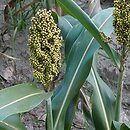 Sorghum bicolor (sorgo dwubarwne)