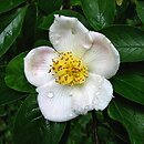 Stewartia rostrata (stewarcja dzióbkowata)