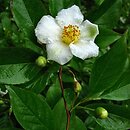 Stewartia serrata (stewarcja piłkowana)