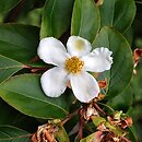 Stewartia sinensis (stewarcja chińska)