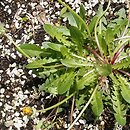 Taraxacum pieninicum (mniszek pieniński)