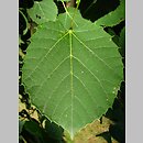 Tilia henryana var. subglabra