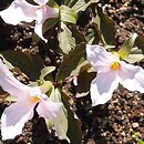 Trillium grandiflorum Gothenburg Pink